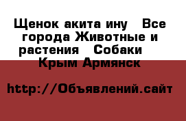 Щенок акита ину - Все города Животные и растения » Собаки   . Крым,Армянск